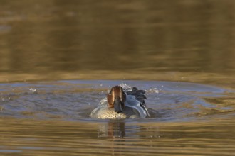 Common teal (Anas crecca) adult male bird washing in a lake, England, United Kingdom, Europe