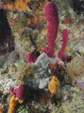 Colourful sea sponges in various shapes and colours, including upright rope sponge (Amphimedon