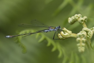 Emerald damselfly (Lestes sponsa) adult insect on a Bracken plant leaf in the summer, England,