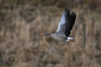 Greylag goose (Anser anser), Sweden, Europe