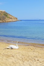 Mute swan resting on Livadi beach, Serifos Island, Cyclades Islands, Greece, Europe