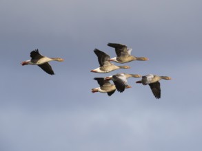 Graugans (Anser anser), mehrere Vögel im Flug, über dem Naturschutzgebiet Mokbaai, auf der Insel