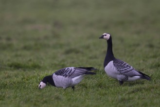 Barnacle goose, Texel, Netherlands