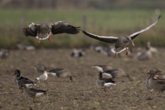 Greylag goose (Anser anser), Texel, Netherlands