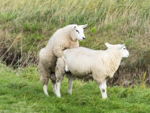 Texel Sheep (Ovis aries), two male lambs playing on a field, island of Texel, Holland