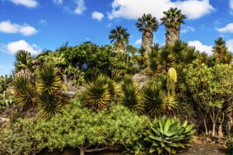 2016, Tiagua, Lanzarote, Farm Museum El Patio, Tiagua, ESP, Spain, Canary Islands, Canary Islands,