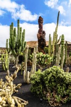 2016, Guatiza, Lanzarote, Jardin de Cactus by Cesar Manrique, ESP, Spain, Canary Islands, Canary