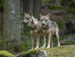 Wolves (Canis lupus) stand on a moss-covered rock and look attentively, captive, Bavarian Forest