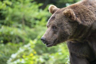 Brown bear (Ursus arctos) portrait, captive, Bavarian Forest National Park, Bavaria, Germany,