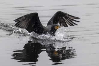 A cormorant is about to land on the water, water droplets splash up, Cormorant, (Phalacrocorax