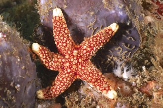 Red starfish with complex pattern, orange-spotted starfish (Ferdina sadhaensis), on marine surface,