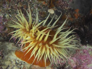 Orange-coloured sea anemone with long tentacles, false plumose anemone (Pseudactinia varia), on a