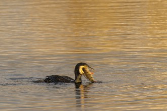 A cormorant holding a fish in its beak at the water's edge, Cormorant, (Phalacrocorax carbo),