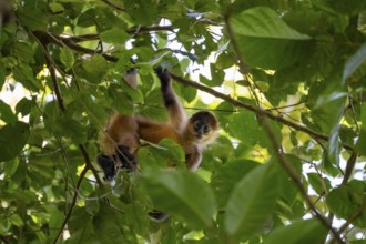 Geoffroy's spider monkey (Ateles geoffroyi) climbing a tree in the jungle, Tortuguero National