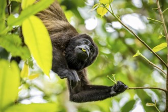 Howler monkey (Alouatta palliata) eating leaves in a tree, Cahuita National Park, Costa Rica,