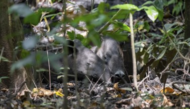 Baird's tapir (Tapirus bairdii), mother with young, lying asleep in the rainforest, Corcovado