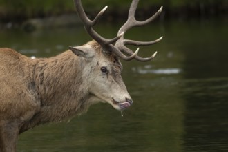 Red deer (Cervus elaphus) adult male stag animal drinking from a lake, England, United Kingdom,