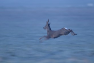 Roe deer (Capreolus capreolus) motion blur image of an adult male buck running across a field,