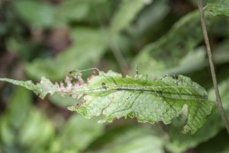 Green patterned ghost insect (Phasmatodea) camouflaging itself on a leaf, Corcovado National Park,