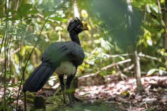 Tuberkehlhokko (Crax rubra), adult male, in the tropical rainforest, Corcovado National Park, Osa,