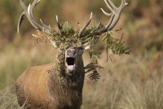 Red deer (Cervus elaphus) adult male stag roaring during the rutting season in autumn with Bracken