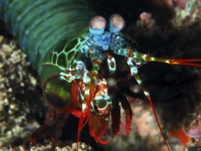 Brightly coloured clown mantis shrimp (Odontodactylus scyllarus) with large eyes in vivid colours