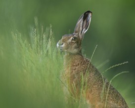 European hare (Lepus europaeus) portrait, wildlife, Lower Saxony, Germany, Europe