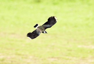 Flying lapwing (Vanellus vanellus), Lower Rhine, North Rhine-Westphalia, Germany, Europe