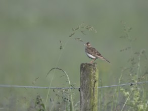 Skylark (Alauda arvensis) sitting on a pole, Lower Rhine, North Rhine-Westphalia, Germany, Europe