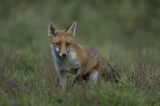 Red fox (Vulpes vulpes) adult animal standing in grassland in summer, England, United Kingdom,