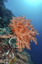 Bright orange Klunzinger's Soft Coral (Dendronephthya klunzingeri) on a reef in the ocean, dive