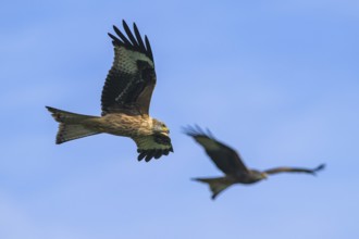 Red Kite, Milvus milvus, bird in flight