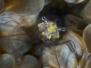 Close-up of a shrimp with yellow spots, Smit's bladder coral shrimp (Palaemonella smiti) on bladder