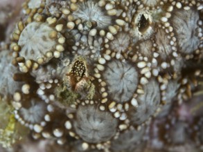 Close-up of a textured beige coral surface inhabited by coral barnacles (Ceratoconcha), crustacean,