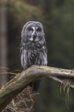 One great grey owl (Strix nebulosa) sitting on the root of a fallen spruce tree