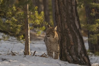 One young male Eurasian lynx, (Lynx lynx), walking over a snow covered forest ground in early