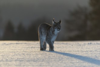 One young male Eurasian lynx, (Lynx lynx), walking over a snow covered meadow in backlight