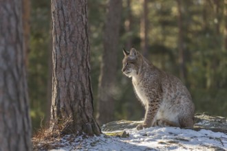 One young male Eurasian lynx, (Lynx lynx), sitting on a snow covered forest ground in early morning