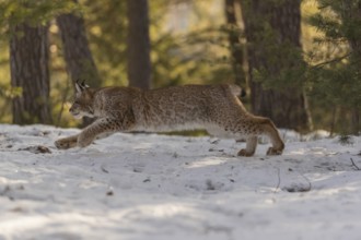 One young male Eurasian lynx, (Lynx lynx), running over a snow covered forest ground in early