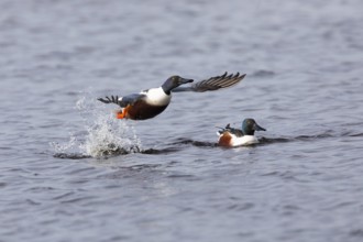 Northern Shoveler (Anas clypeata), male duck taking off in flight from lake, in display flight,