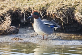 Eurasian Teal (Anas crecca), a male duck preening at the side of a lake, Texel, Holland