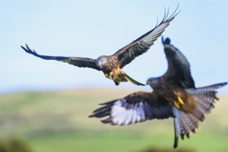 Red Kite, Milvus milvus, bird in flight