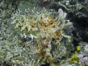 Octopus, broad-armed sepia (Sepia latimanus), camouflages itself in a colourful coral reef, dive