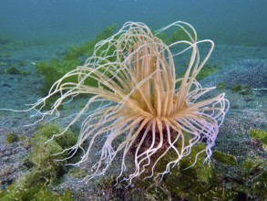 Underwater photo of a filigree cylinder rose (Cerianthus filiformis) with spreading tentacles, dive