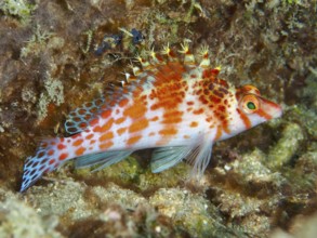 Coral hawkfish (Cirrhitichthys falco), orange-red fish with bushy crest, in a coral reef, Spice