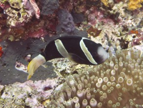 An anemonefish, Clark's anemonefish (Amphiprion clarkii) melanistic, swimming close to a sea