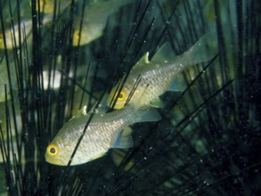 Two fish, bannerfin cardinalfish (Ostorhinchus hoevenii), seek shelter between the spines of