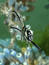 A striped cardinalfish, Banggai cardinalfish (Pterapogon kauderni), swimming elegantly past a Blue