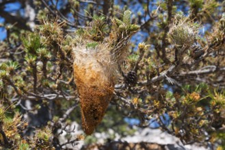 A caterpillar cocoon hanging in a tree, surrounded by needles and twigs in the sunshine, pine