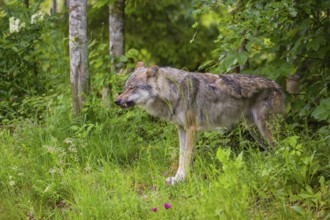 A male Eurasian grey wolf (Canis lupus lupus) stands in the dense green undergrowth at the edge of